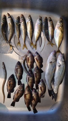 アジの釣果
