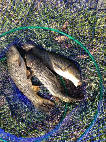 コイの釣果