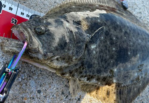 ヒラメの釣果