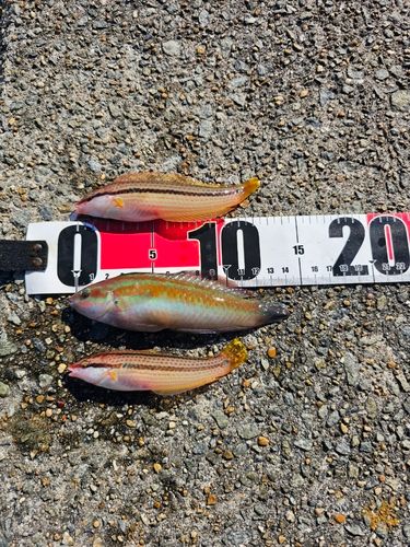 ホンベラの釣果