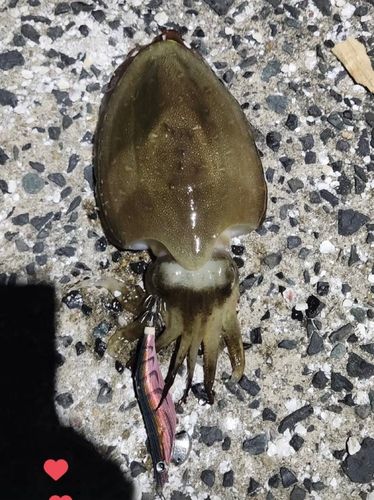 コウイカの釣果