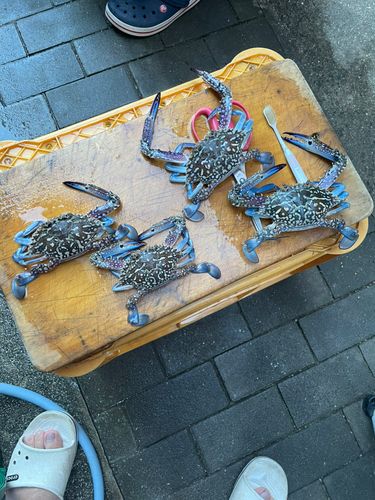 ワタリガニの釣果