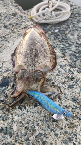 コウイカの釣果