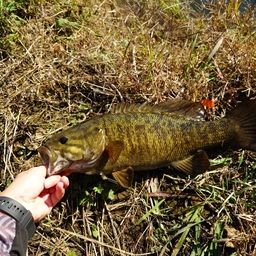 スモールマウスバス