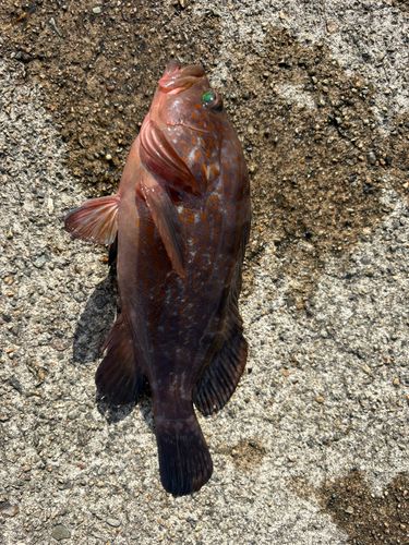 キジハタの釣果