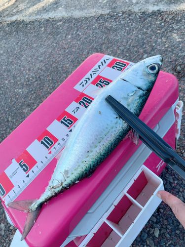 サバの釣果