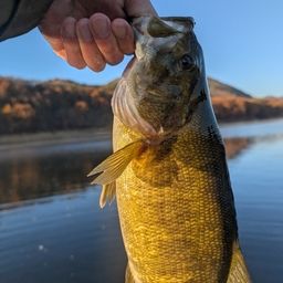 スモールマウスバス