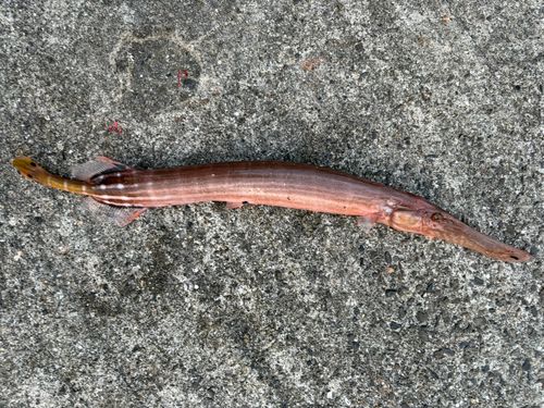 アカヤガラの釣果