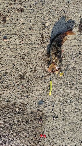 アイナメの釣果