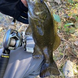 スモールマウスバス