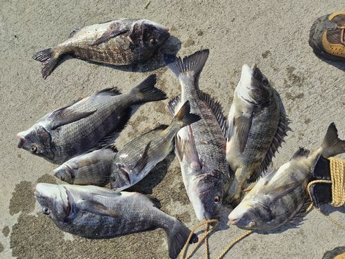 チヌの釣果