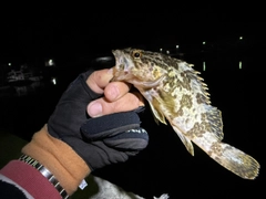 タケノコメバルの釣果