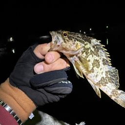 タケノコメバル