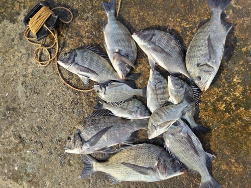 チヌの釣果