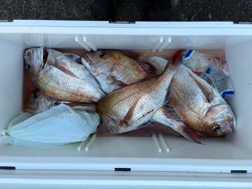 マダイの釣果