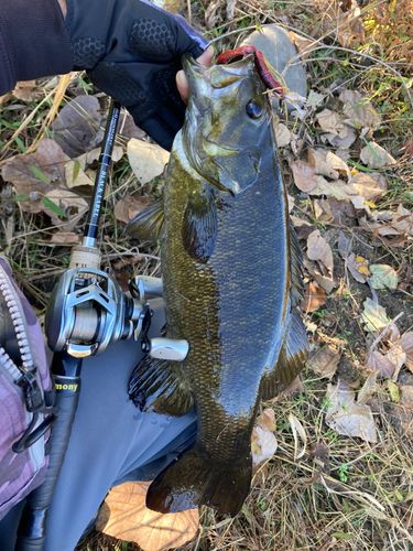 スモールマウスバスの釣果