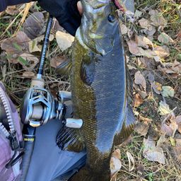 スモールマウスバス