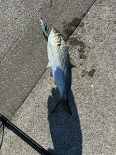 コノシロの釣果