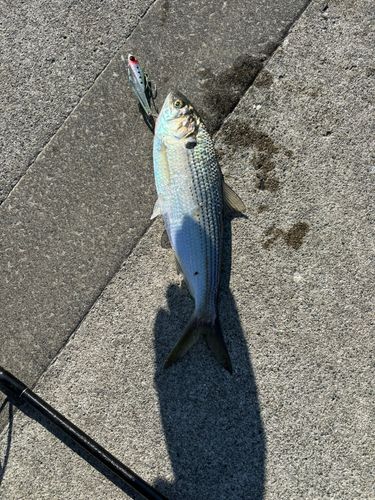 コノシロの釣果