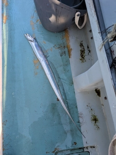 タチウオの釣果