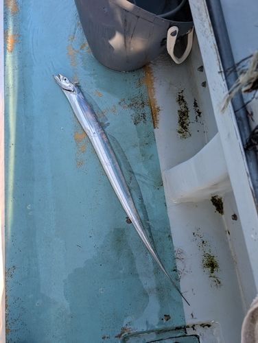 タチウオの釣果