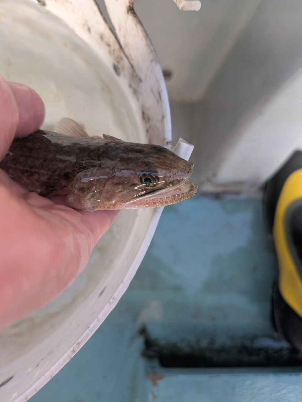 渓ドゥリーマーさんの釣果 2枚目の画像