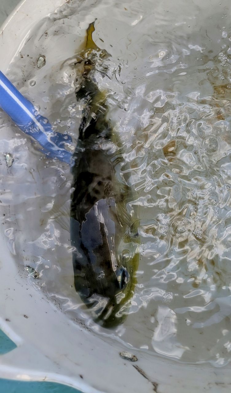 渓ドゥリーマーさんの釣果 3枚目の画像