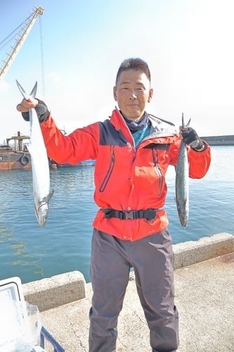 サゴシの釣果