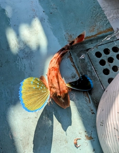 ホウボウの釣果