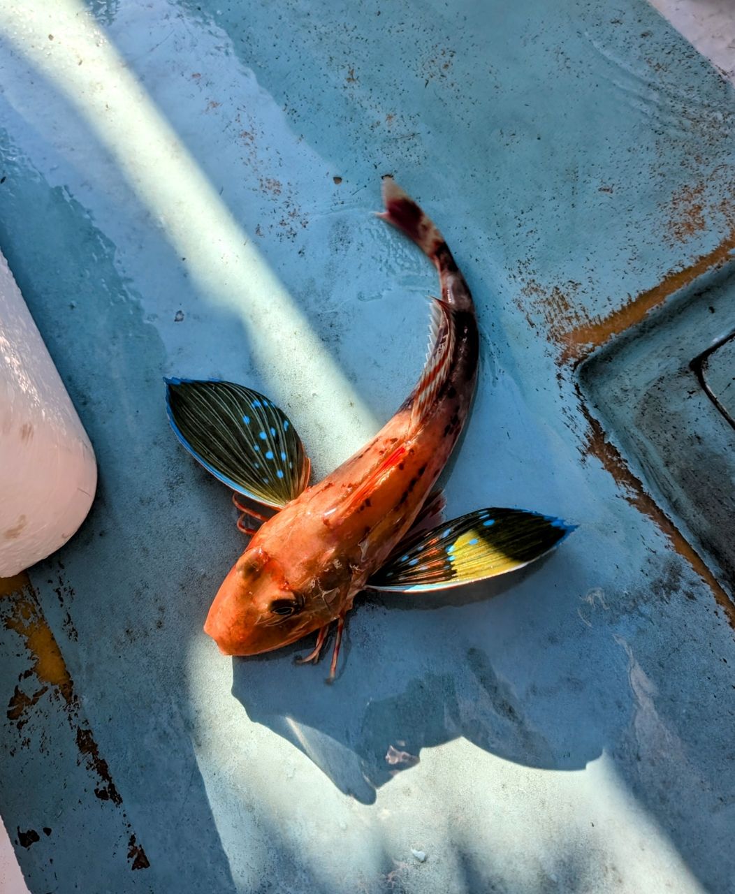渓ドゥリーマーさんの釣果 2枚目の画像