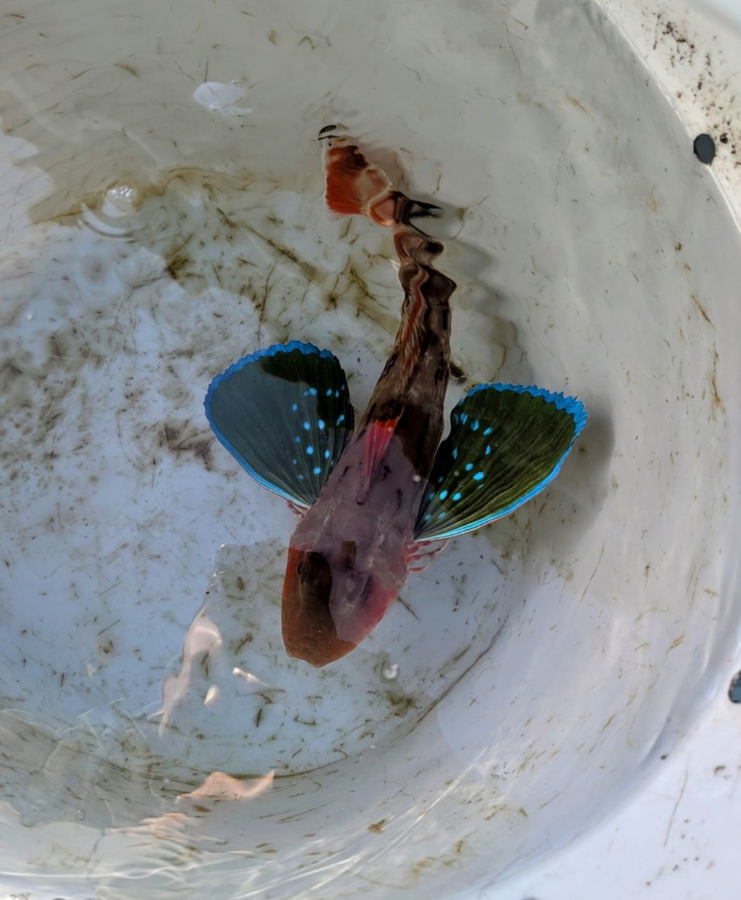 渓ドゥリーマーさんの釣果 3枚目の画像