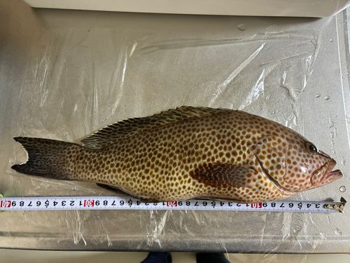 オオモンハタの釣果