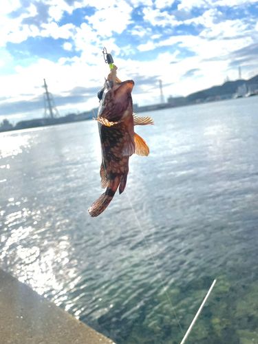 カサゴの釣果