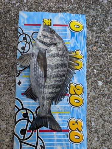 クロダイの釣果