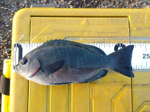 クチブトグレの釣果