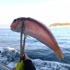アカアマダイの釣果