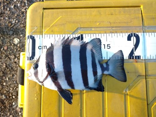 サンバソウの釣果