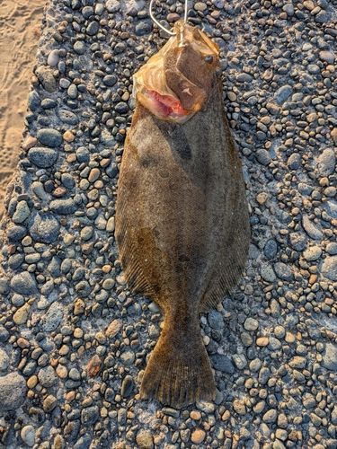 ヒラメの釣果