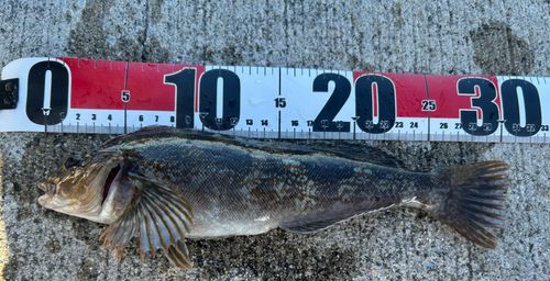 アイナメの釣果