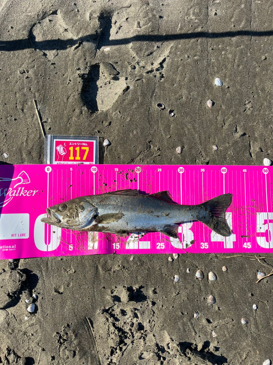 フッコ（マルスズキ）