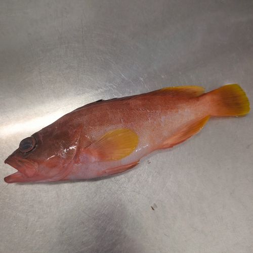 アカハタの釣果