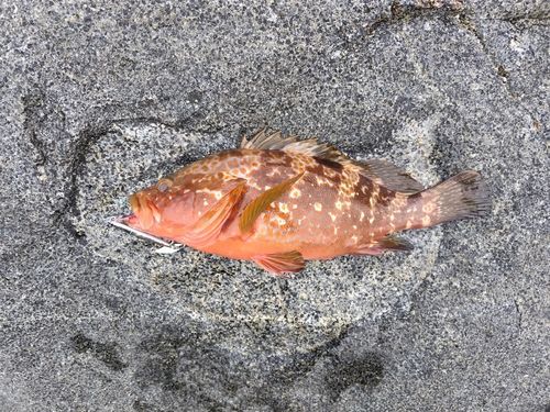 キジハタの釣果