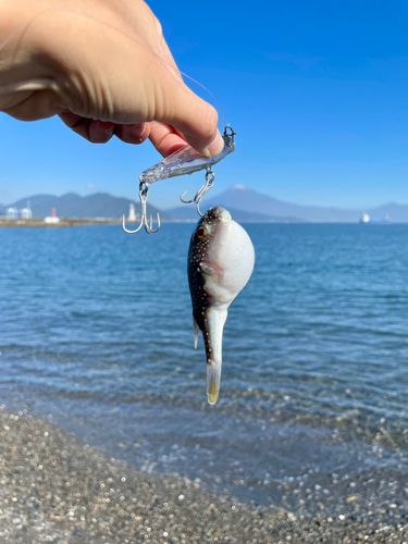 クサフグの釣果