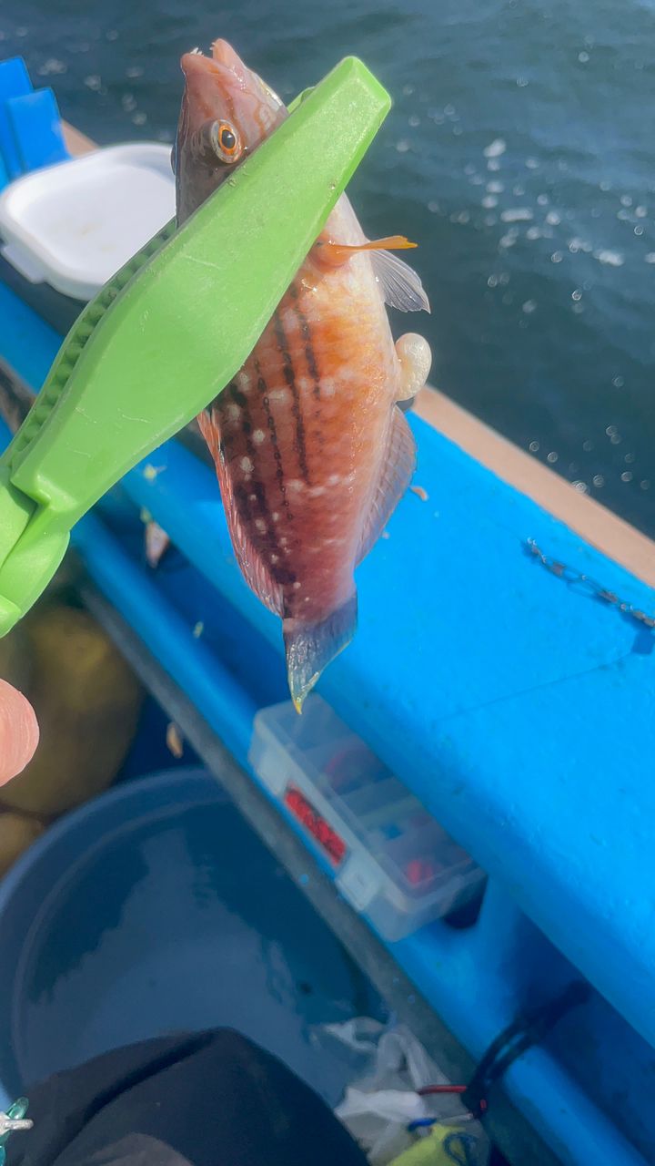 アカササノハベラ