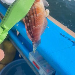 アカササノハベラ