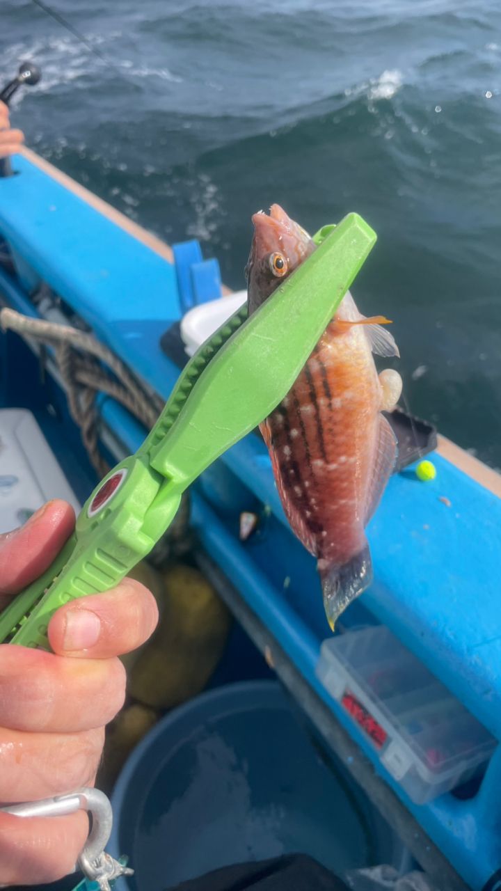 たきれん＠ＴＴ６さんの釣果 2枚目の画像