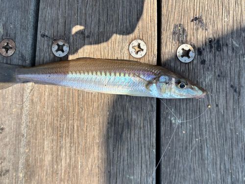 シロギスの釣果