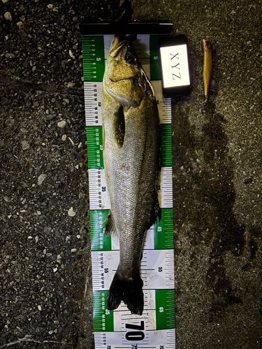 シーバスの釣果