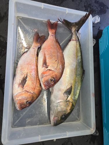 マダイの釣果