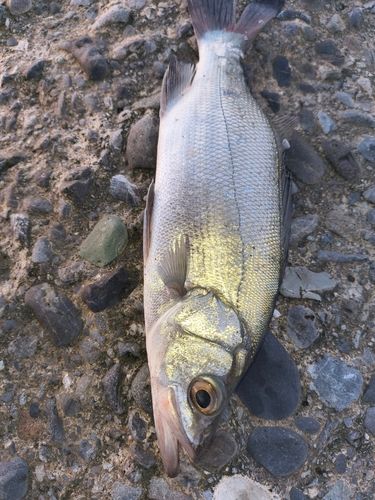 セイゴ（ヒラスズキ）の釣果